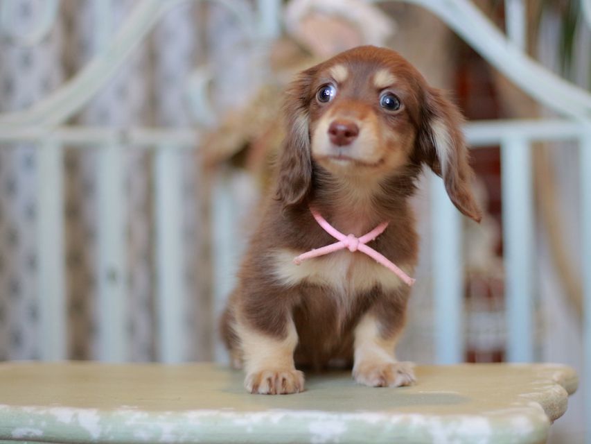 カニンヘン ダックスフンド 小町&ナイトの子犬 チョコイエロー 女の子(1)Kaninchen-Dachshund_9294 カニンヘン ダックスフンド 小町&ナイトの子犬 チョコイエロー 女の子(1)