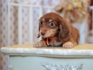 Kaninchen-Dachshund_9300 Kaninchen-Dachshund_9300