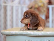 Kaninchen-Dachshund_9301