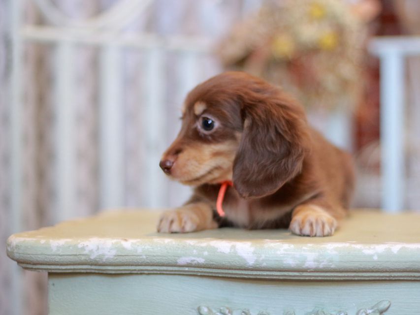 カニンヘン ダックスフンド 小町&ナイトの子犬 チョコイエロー 女の子(2)