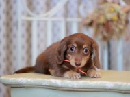 Kaninchen-Dachshund_9306 Kaninchen-Dachshund_9306