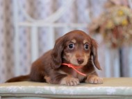 Kaninchen-Dachshund_9309