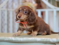 Kaninchen-Dachshund_9313