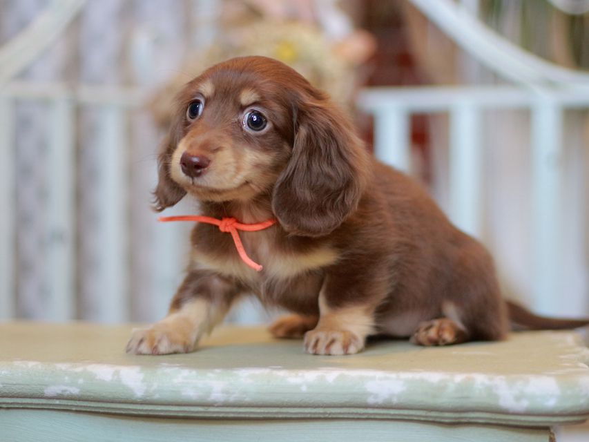 カニンヘン ダックスフンド 小町&ナイトの子犬 チョコイエロー 女の子(2)
