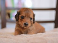 Kaninchen-Dachshund_9333