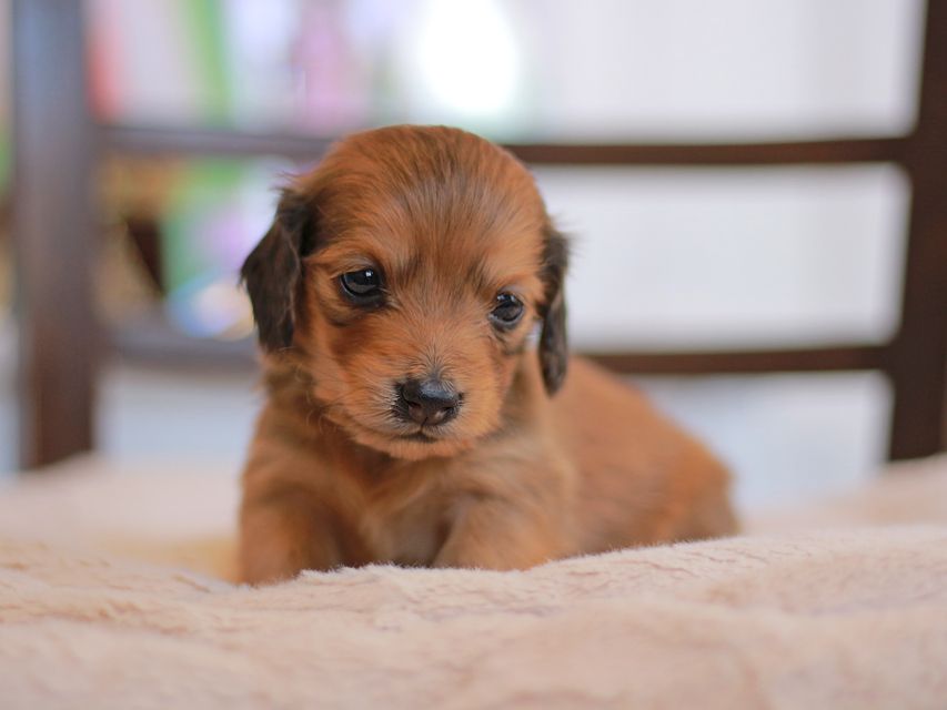カニンヘン ダックスフンド ほたる&パッションの子犬 レッド 男の子