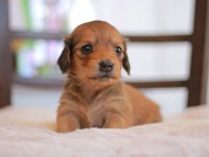 Kaninchen-Dachshund_9339