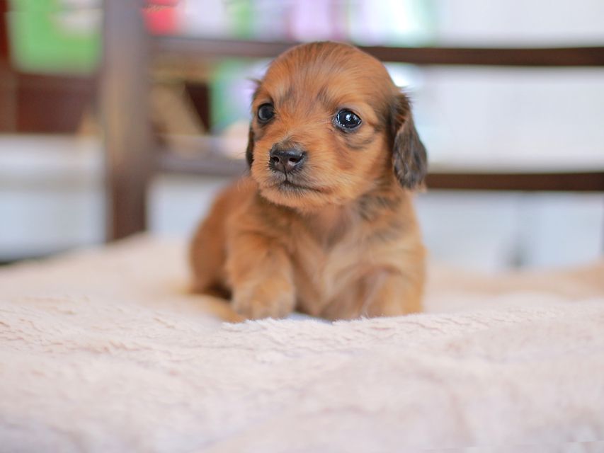 カニンヘン ダックスフンド ほたる&パッションの子犬 レッド 男の子
