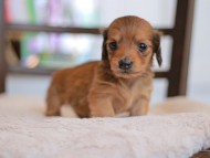 Kaninchen-Dachshund_9356 Kaninchen-Dachshund_9356