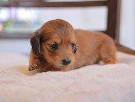 Kaninchen-Dachshund_9362 Kaninchen-Dachshund_9362