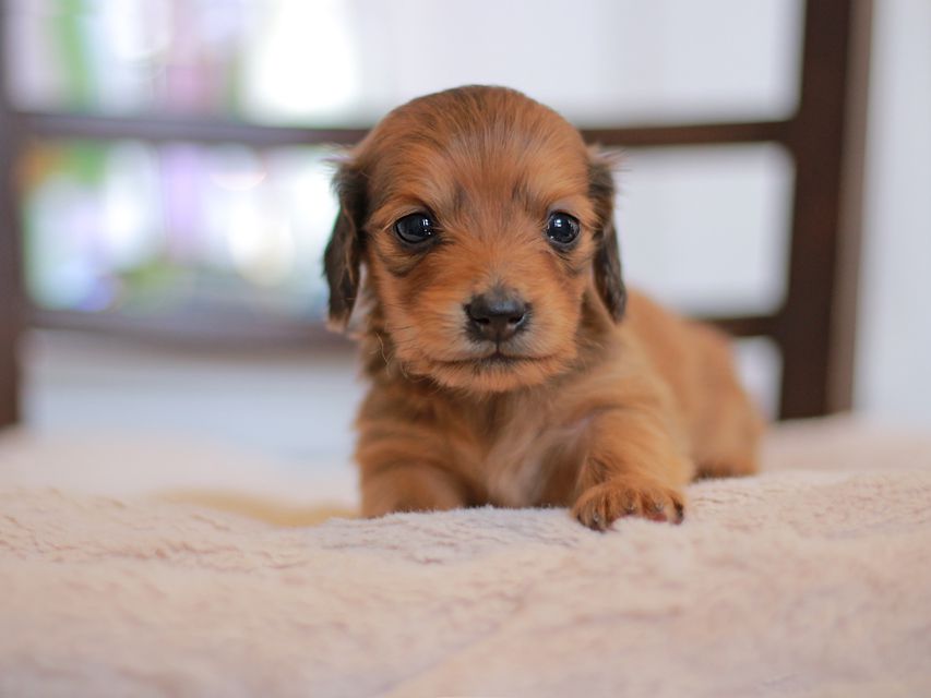 カニンヘン ダックスフンド ほたる&パッションの子犬 レッド 男の子
