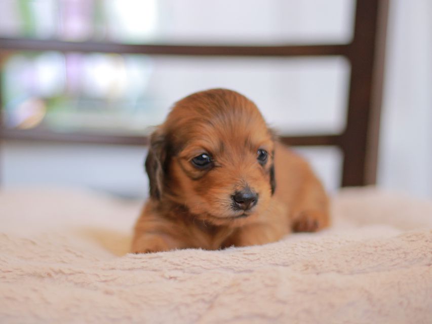 カニンヘン ダックスフンド ほたる&パッションの子犬 レッド 男の子