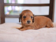 Kaninchen-Dachshund_9368