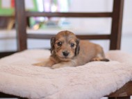 Kaninchen-Dachshund_9381