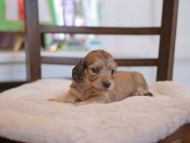 Kaninchen-Dachshund_9382