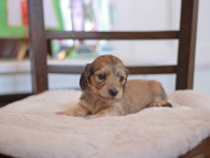 Kaninchen-Dachshund_9384
