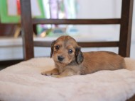 Kaninchen-Dachshund_9400