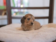 Kaninchen-Dachshund_9407