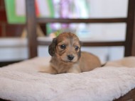 Kaninchen-Dachshund_9409