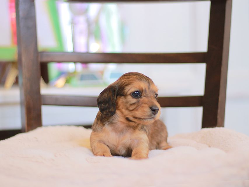 カニンヘン ダックスフンド ほたる&パッションの子犬 レッド 女の子
