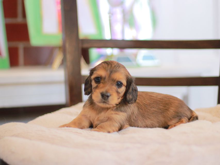 カニンヘン ダックスフンド ほたる&パッションの子犬 レッド 女の子