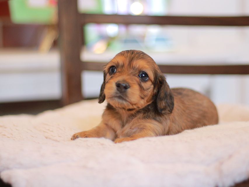 カニンヘン ダックスフンド ほたる&パッションの子犬 レッド 女の子