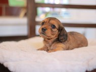 Kaninchen-Dachshund_9456
