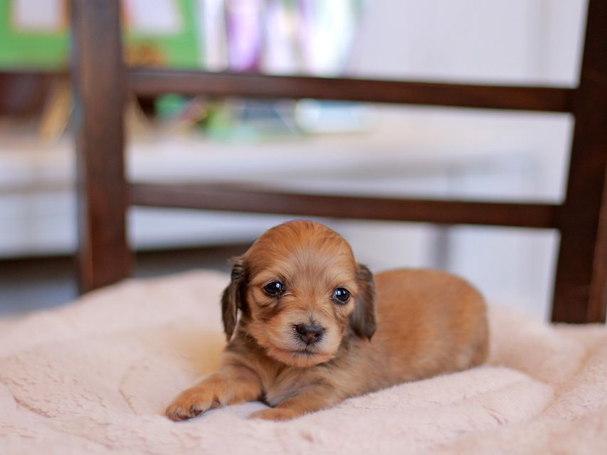 カニンヘン ダックスフンド ほたる&パッションの子犬 イエロー(クリーム) 女の子Kaninchen-Dachshund_9468 カニンヘン ダックスフンド ほたる&パッションの子犬 イエロー(クリーム) 女の子