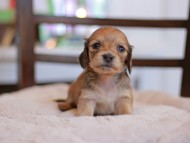 Kaninchen-Dachshund_9471 Kaninchen-Dachshund_9471