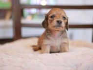 Kaninchen-Dachshund_9473 Kaninchen-Dachshund_9473