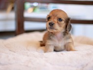 Kaninchen-Dachshund_9483 Kaninchen-Dachshund_9483