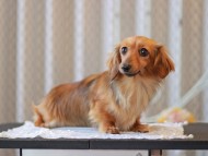 Kaninchen-Dachshund_9510 Kaninchen-Dachshund_9510