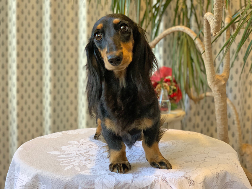 カニンヘン ダックスフンド レイ