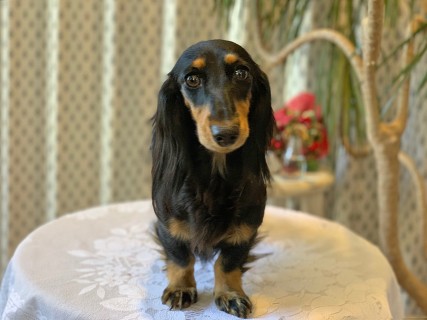 カニンヘンダックス 3.5kg ロングヘアード ブラックタン レイちゃん