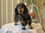 Kaninchen-Dachshund_9867