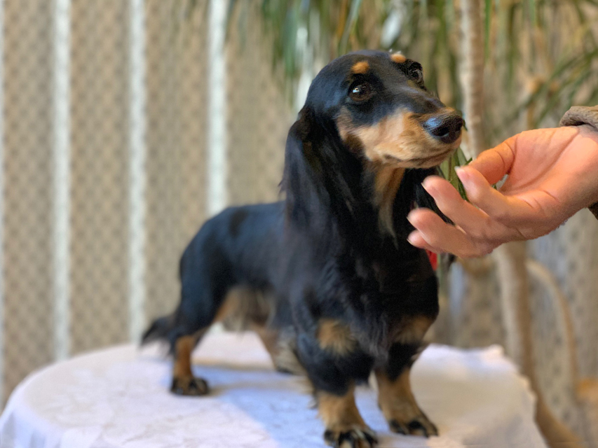 カニンヘン ダックスフンド レイ