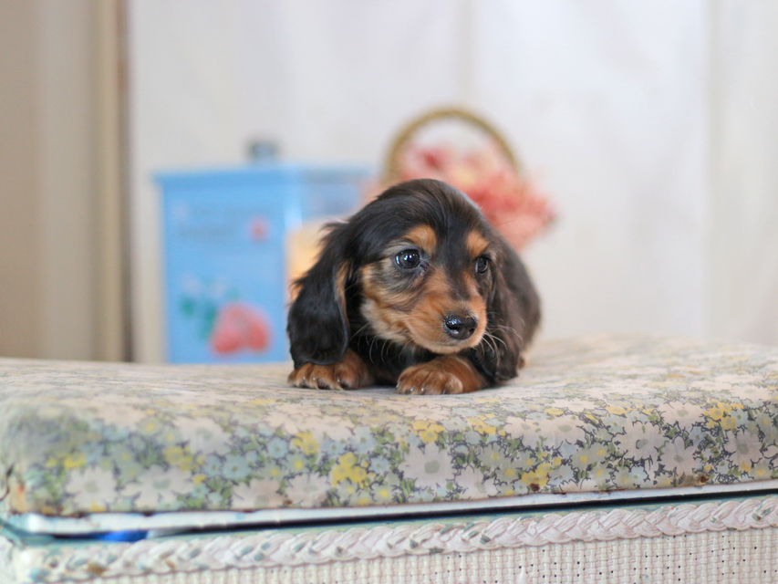 カニンヘンダックスフンド キャンディー&ピーターの子犬 ブラタン 男の子KaninchenDachshund-2425 カニンヘンダックスフンド キャンディー&ピーターの子犬 ブラタン 男の子