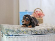 KaninchenDachshund-2426 KaninchenDachshund-2426