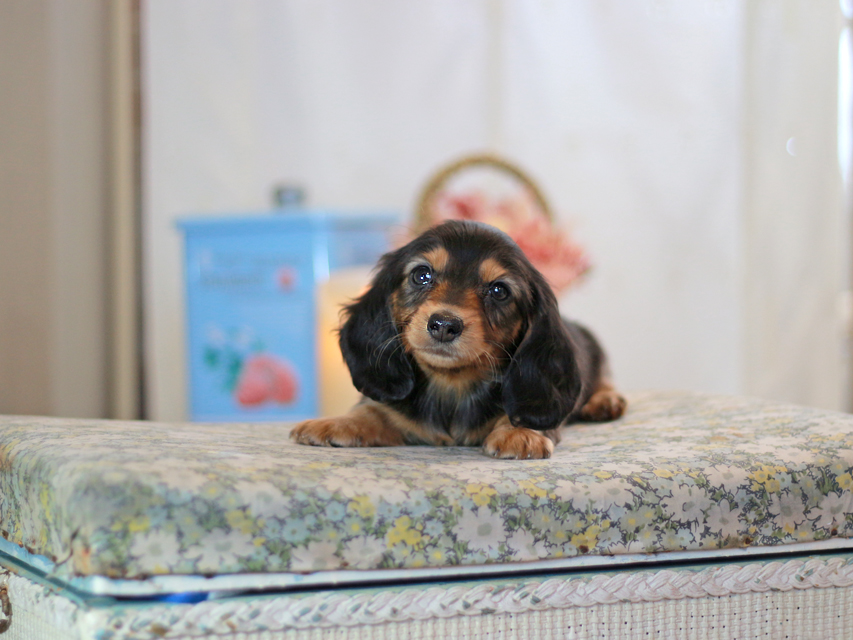 カニンヘンダックスフンド キャンディー&ピーターの子犬 ブラタン 男の子KaninchenDachshund-2435 カニンヘンダックスフンド キャンディー&ピーターの子犬 ブラタン 男の子