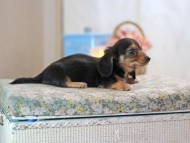 KaninchenDachshund-2436 KaninchenDachshund-2436