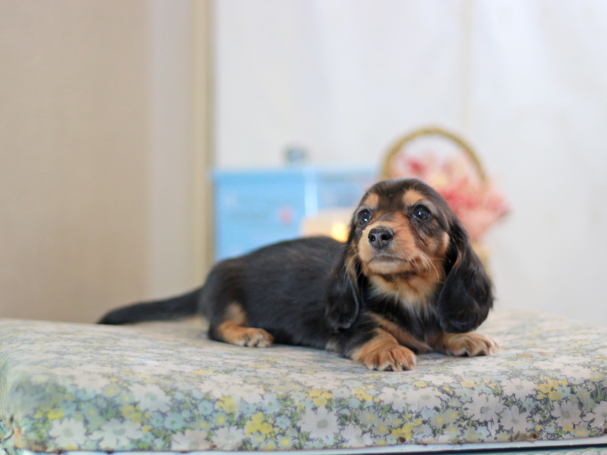 カニンヘンダックスフンド キャンディー&ピーターの子犬 ブラタン 男の子KaninchenDachshund-2442 カニンヘンダックスフンド キャンディー&ピーターの子犬 ブラタン 男の子