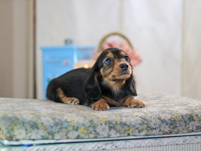 カニンヘンダックスフンド キャンディー&ピーターの子犬 ブラタン 男の子KaninchenDachshund-2446 カニンヘンダックスフンド キャンディー&ピーターの子犬 ブラタン 男の子