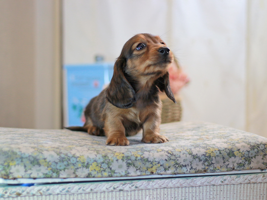 カニンヘンダックスフンド キャンディー&ピーターの子犬 レッド 男の子