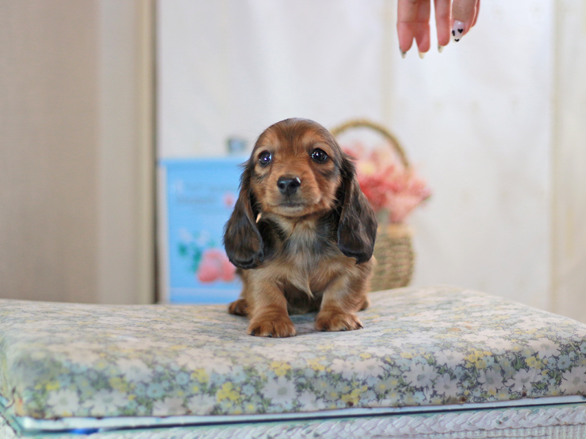 カニンヘンダックスフンド キャンディー&ピーターの子犬 レッド 男の子