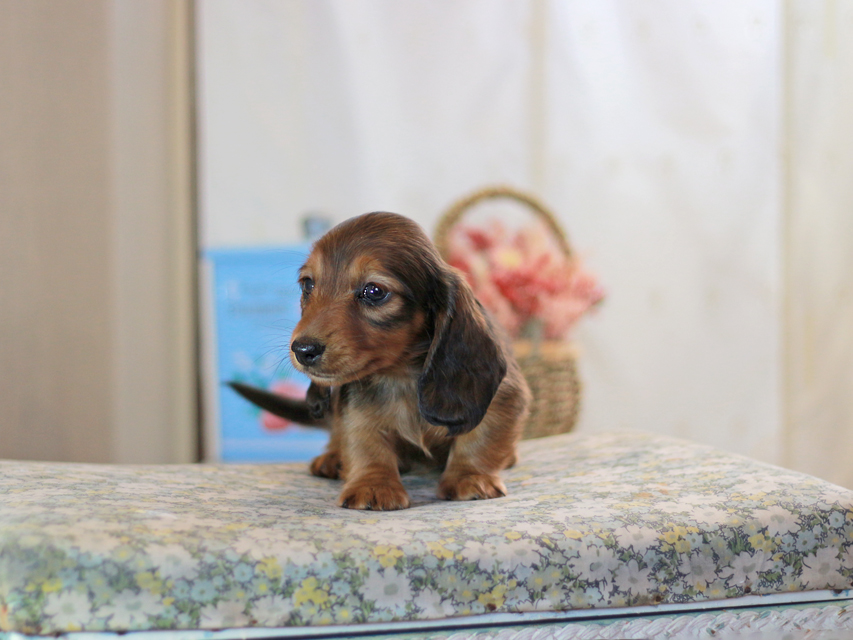 カニンヘンダックスフンド キャンディー&ピーターの子犬 レッド 男の子