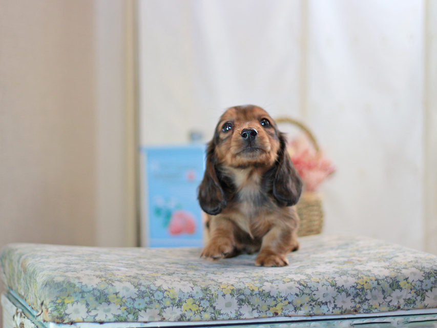 カニンヘンダックスフンド キャンディー&ピーターの子犬 レッド 男の子