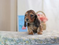 KaninchenDachshund-2463