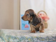 KaninchenDachshund-2465