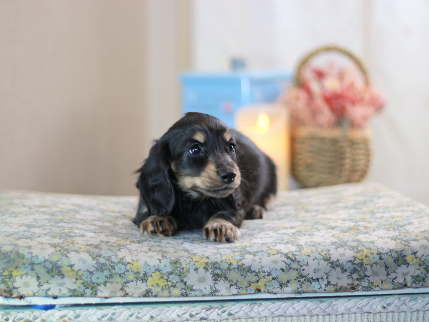 カニンヘンダックスフンド キャンディー&ピーターの子犬 ブラックイエロー（ブラッククリーム）女の子