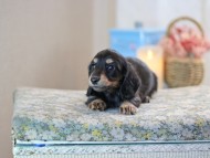 KaninchenDachshund-2482 KaninchenDachshund-2482